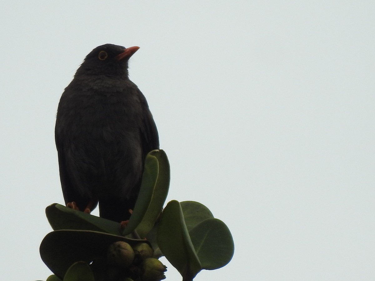 Great Thrush - Medio Ambiente Envigado