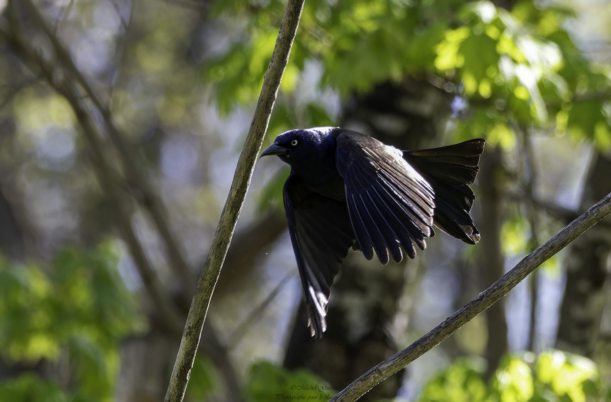 Common Grackle - Michel Guérin