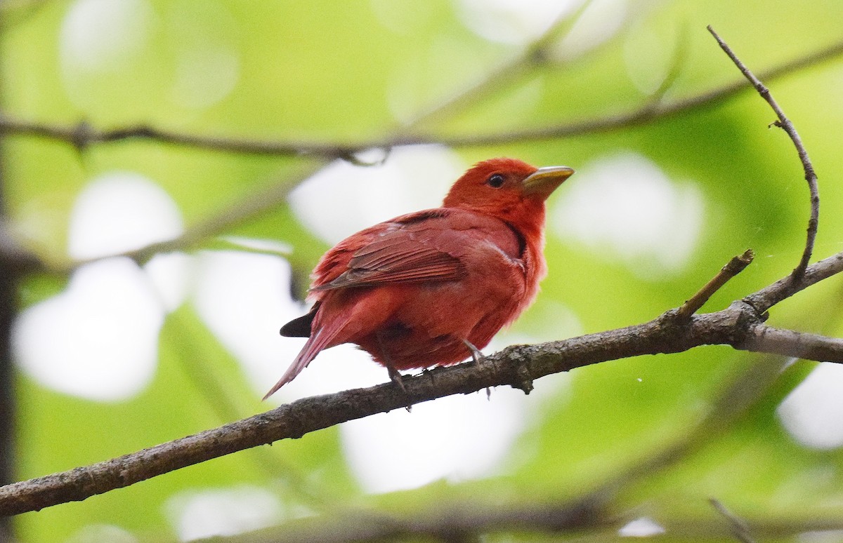 Summer Tanager - Hugh Barger