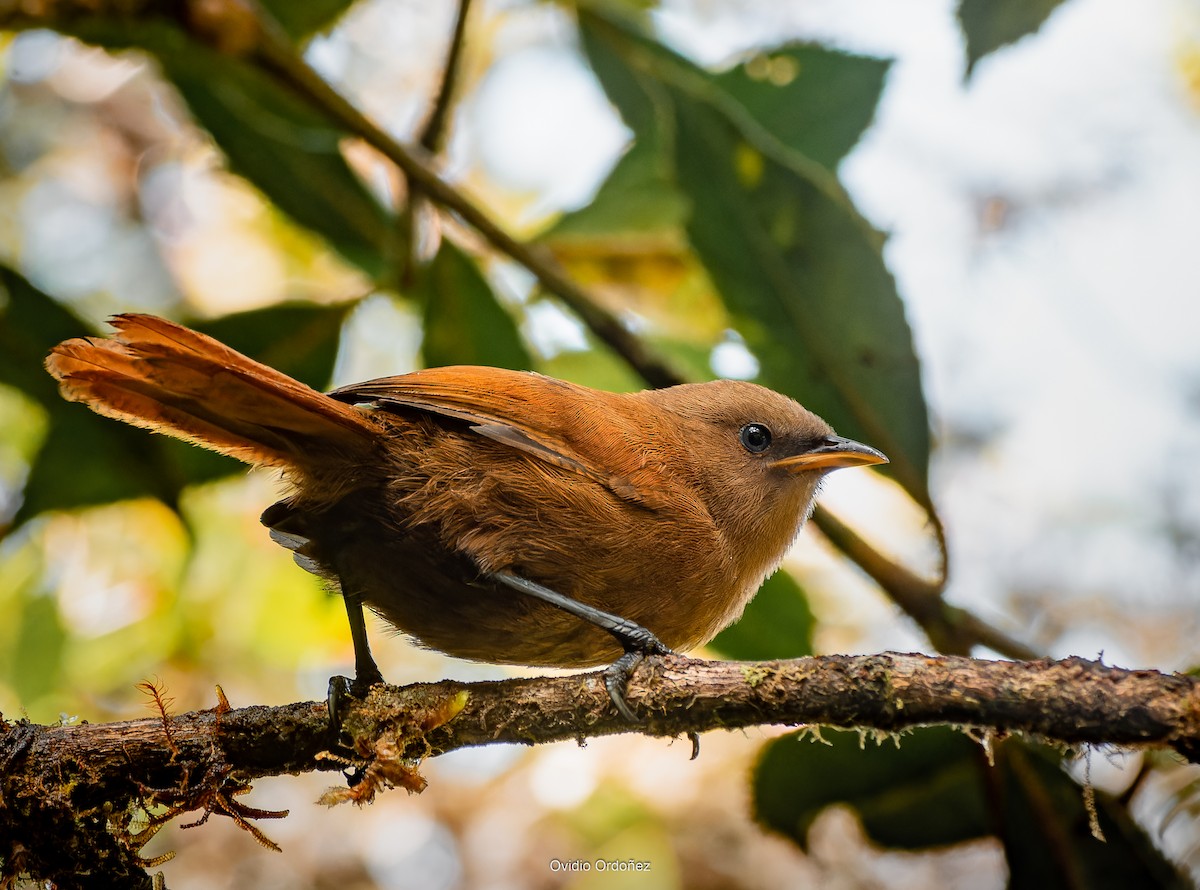 Rufous Wren - Ovidio Ordoñez Buitron