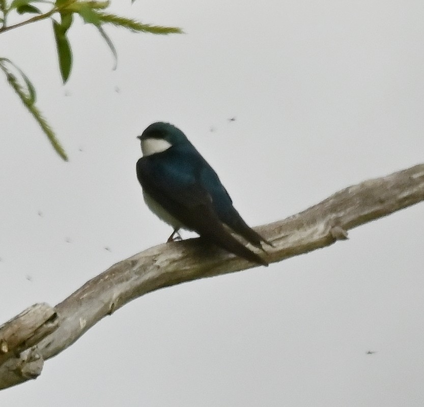 Tree Swallow - ML618969828