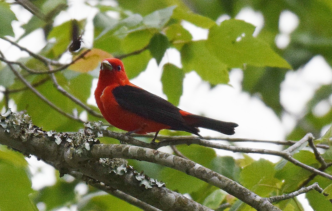 Scarlet Tanager - Hugh Barger