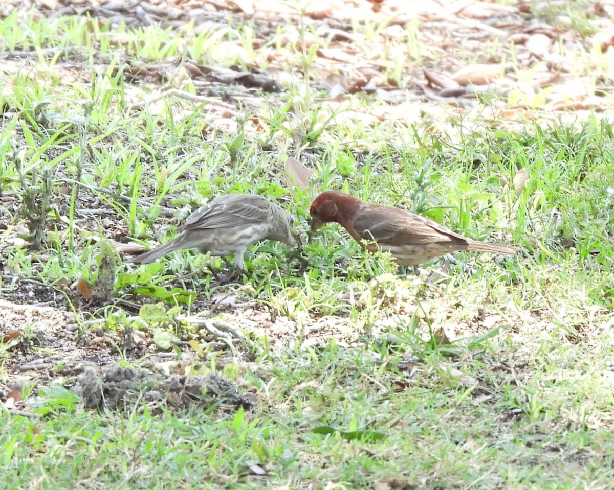 House Finch (Common) - Marjory Pitcher