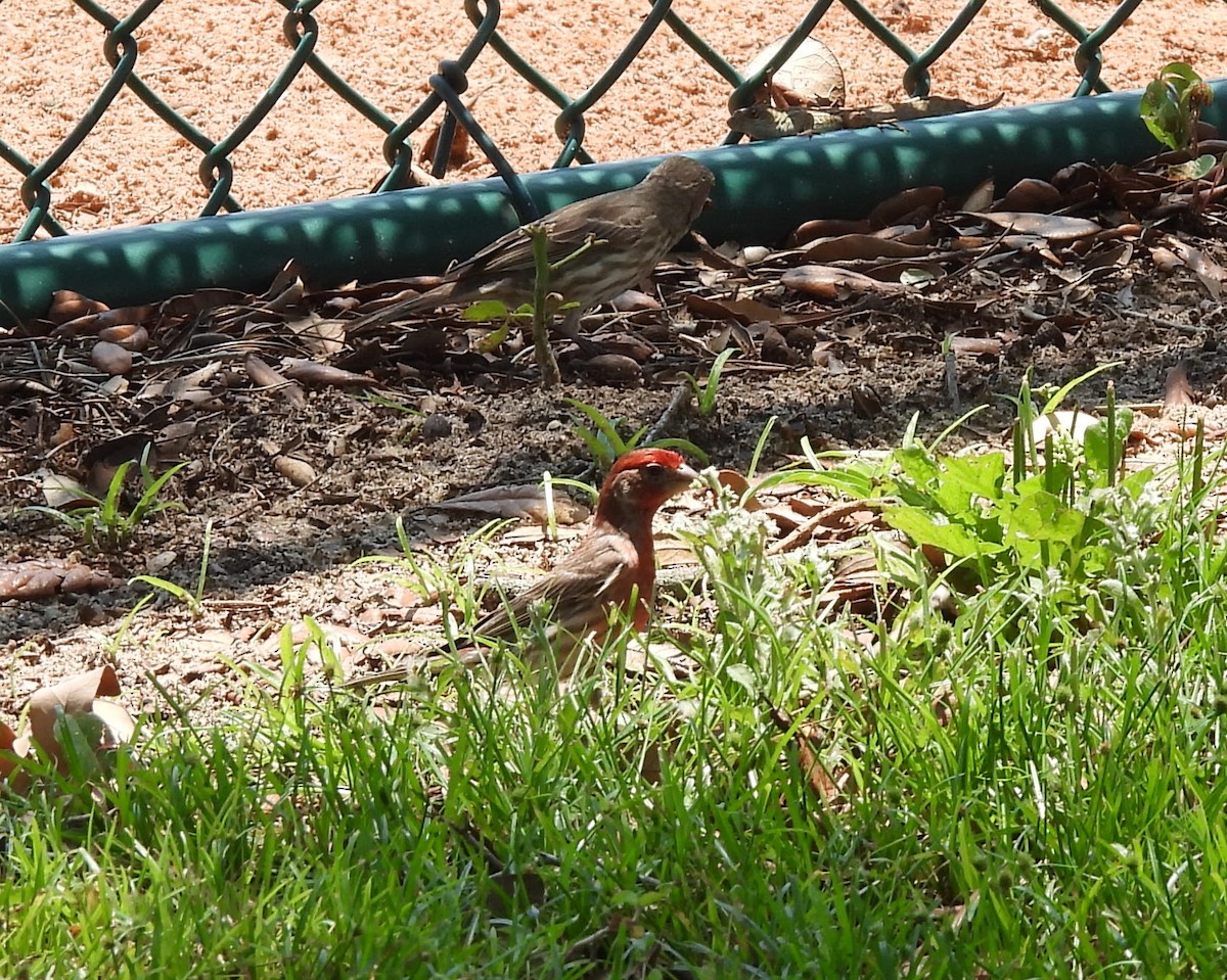 House Finch (Common) - Marjory Pitcher