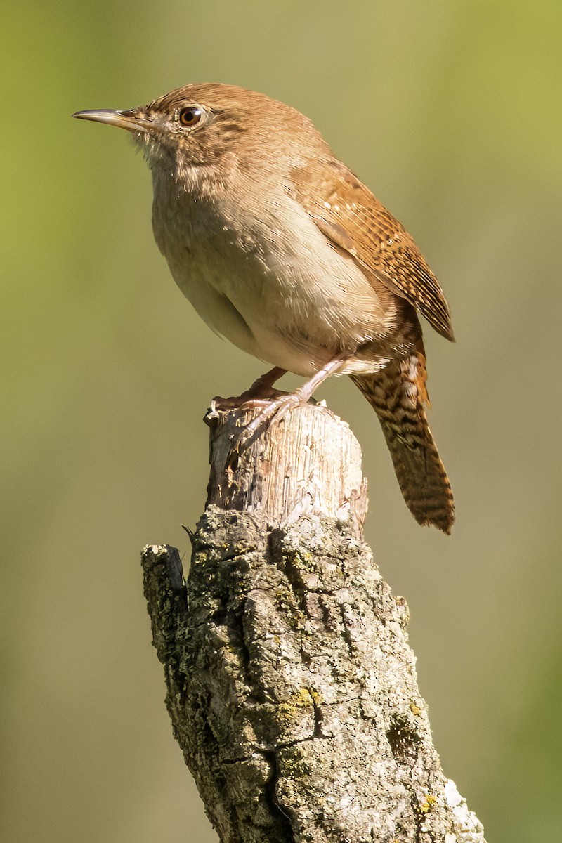 House Wren - ML618969907