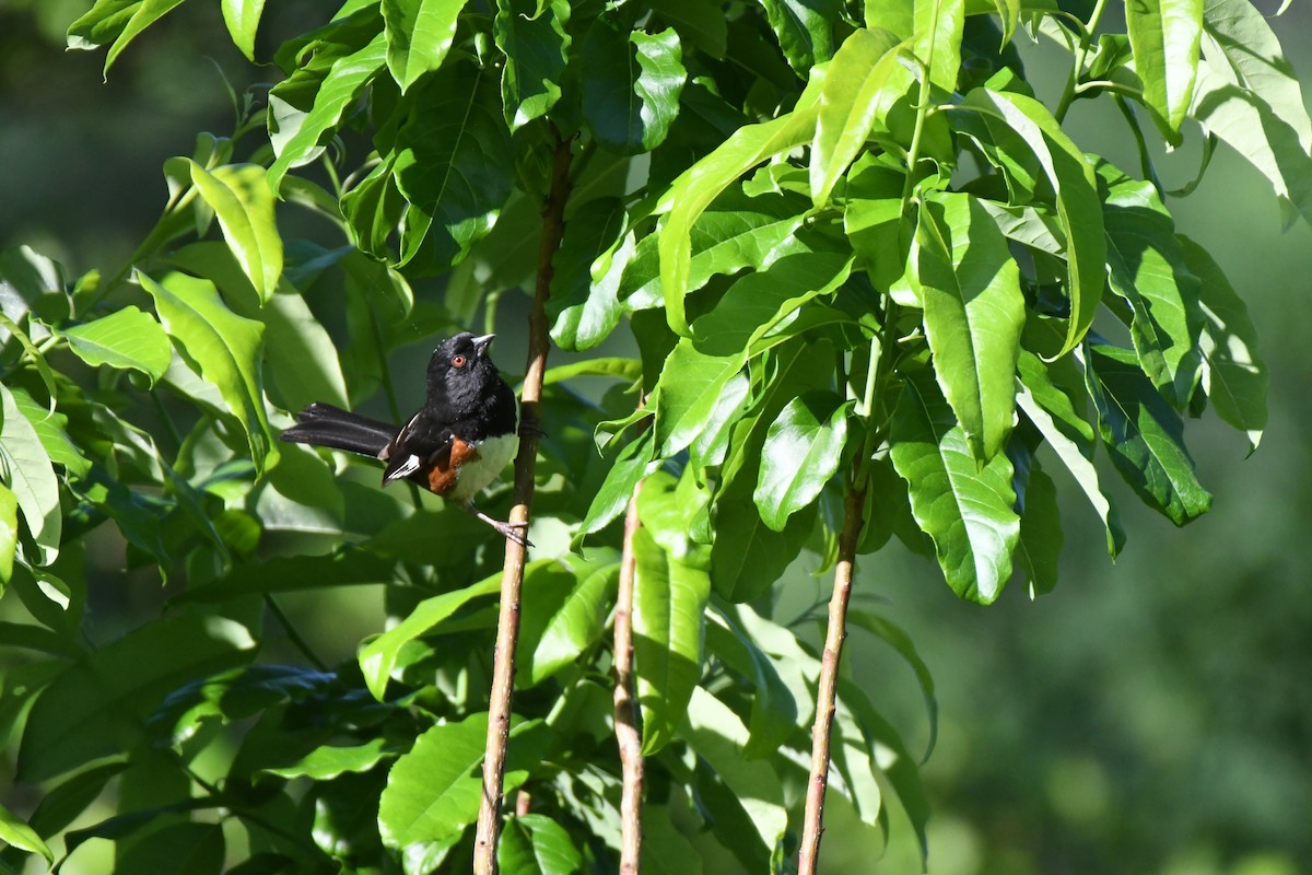 Eastern Towhee - ML618969937