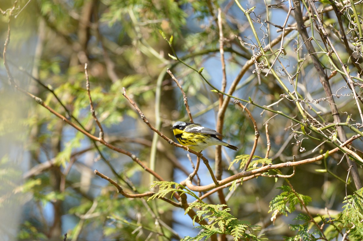 Magnolia Warbler - James Logan