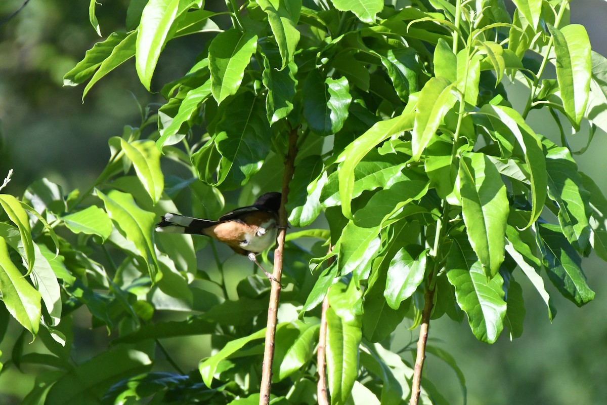 Eastern Towhee - ML618969952