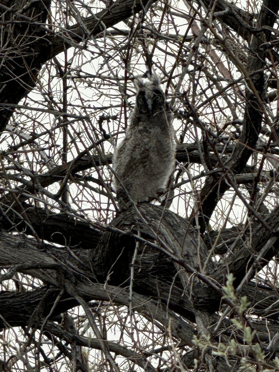 Long-eared Owl - ML618969988