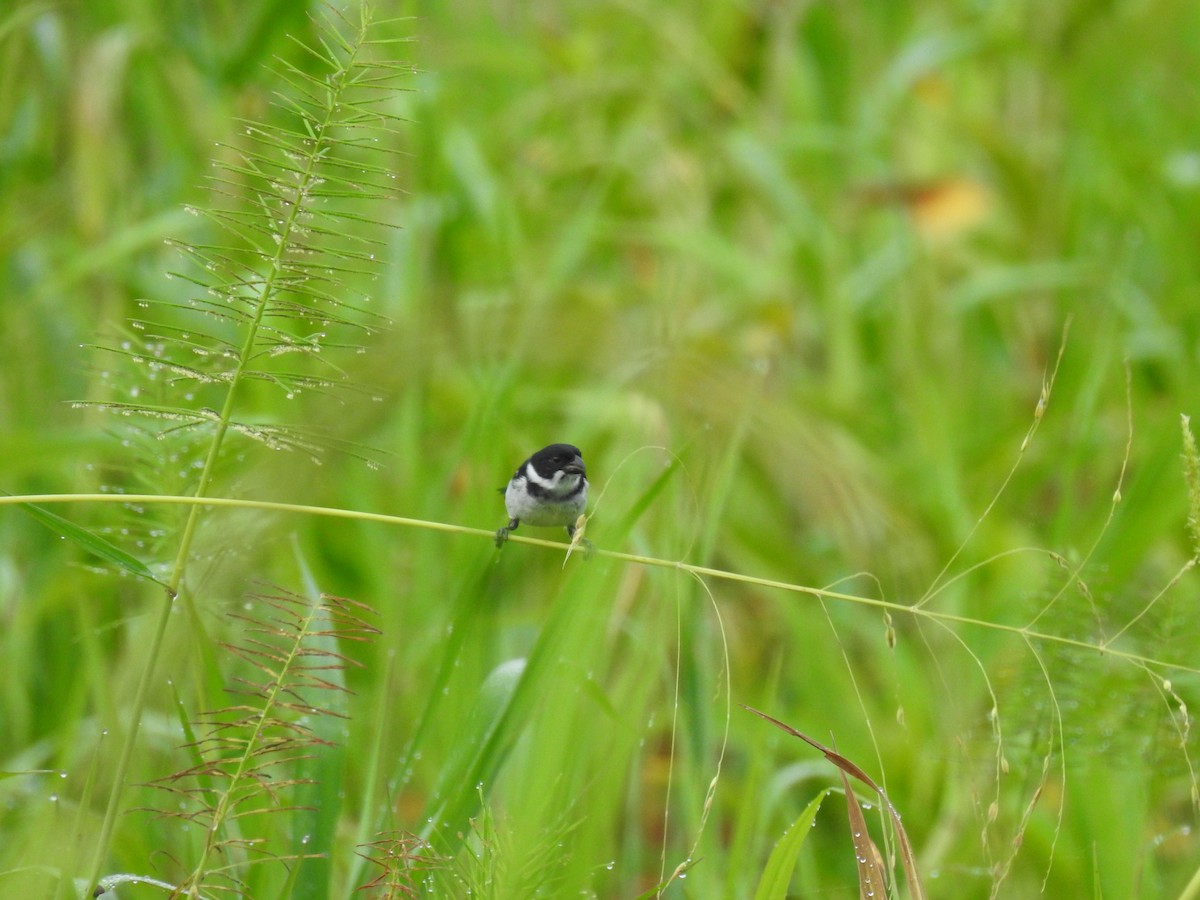 Wing-barred Seedeater - ML618969991