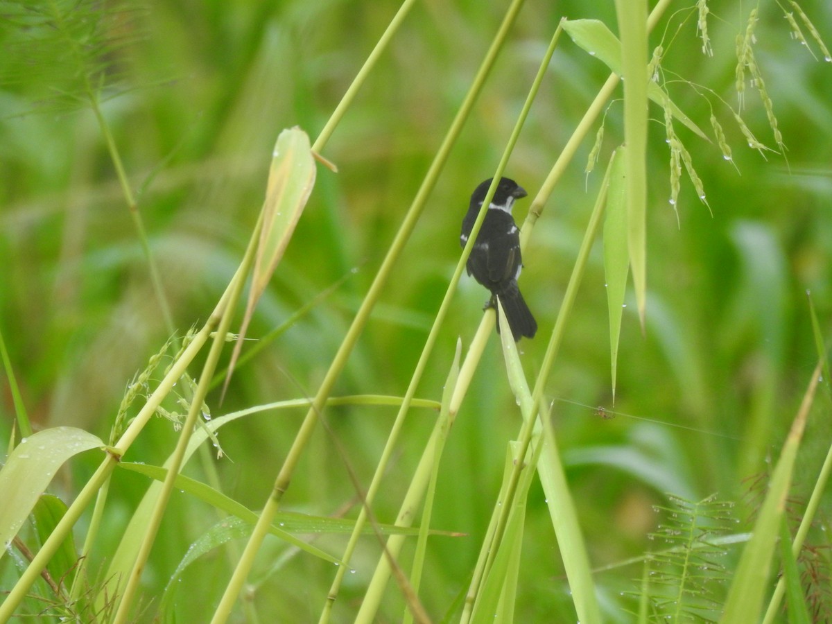 Wing-barred Seedeater - ML618969992