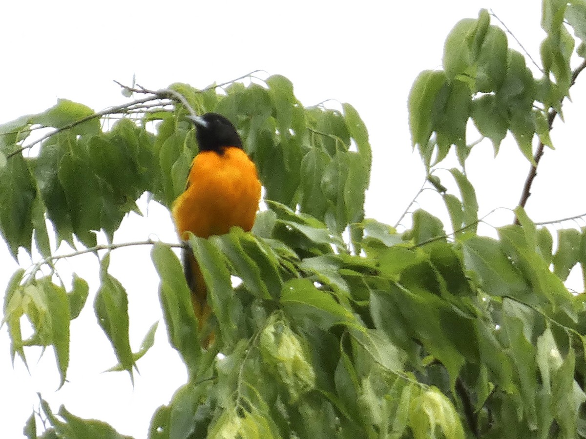 Baltimore Oriole - Kerry Eckhardt