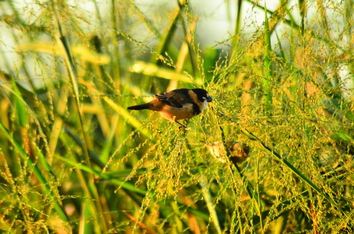 Rusty-collared Seedeater - ML618969999