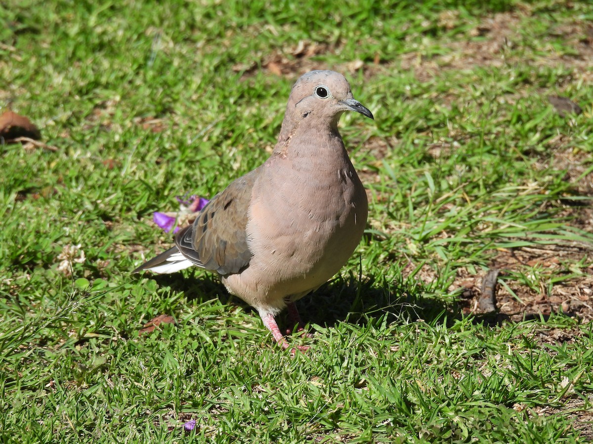 Eared Dove - Nicolas Van Tomme