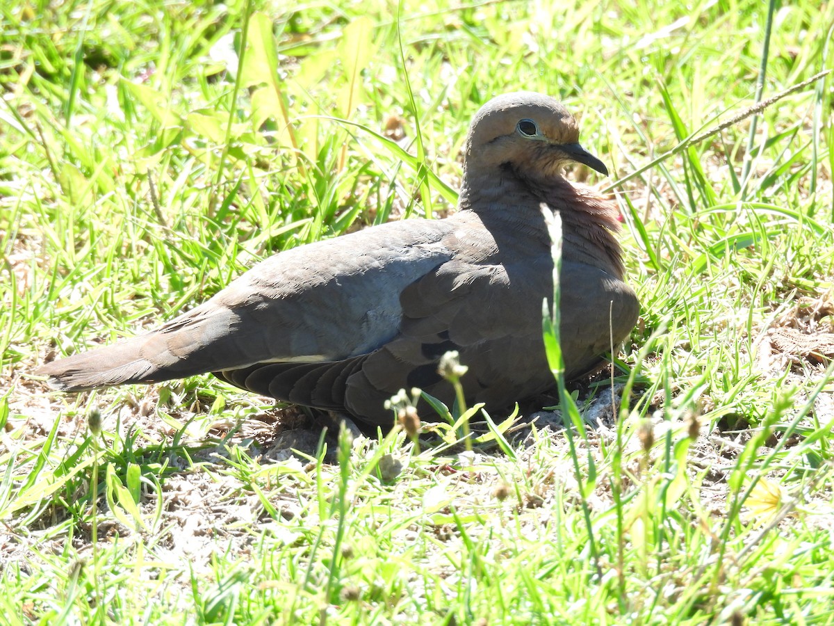 Eared Dove - Nicolas Van Tomme