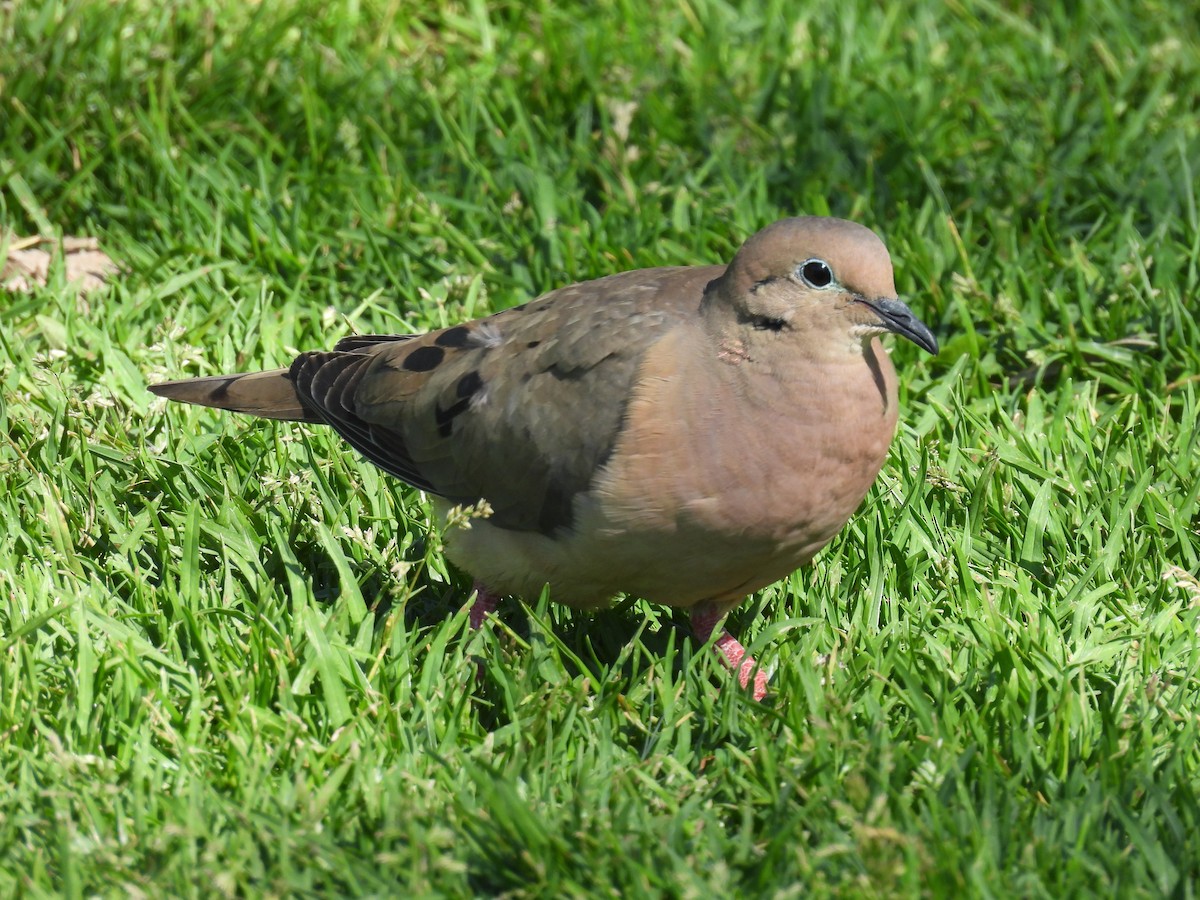 Eared Dove - ML618970018