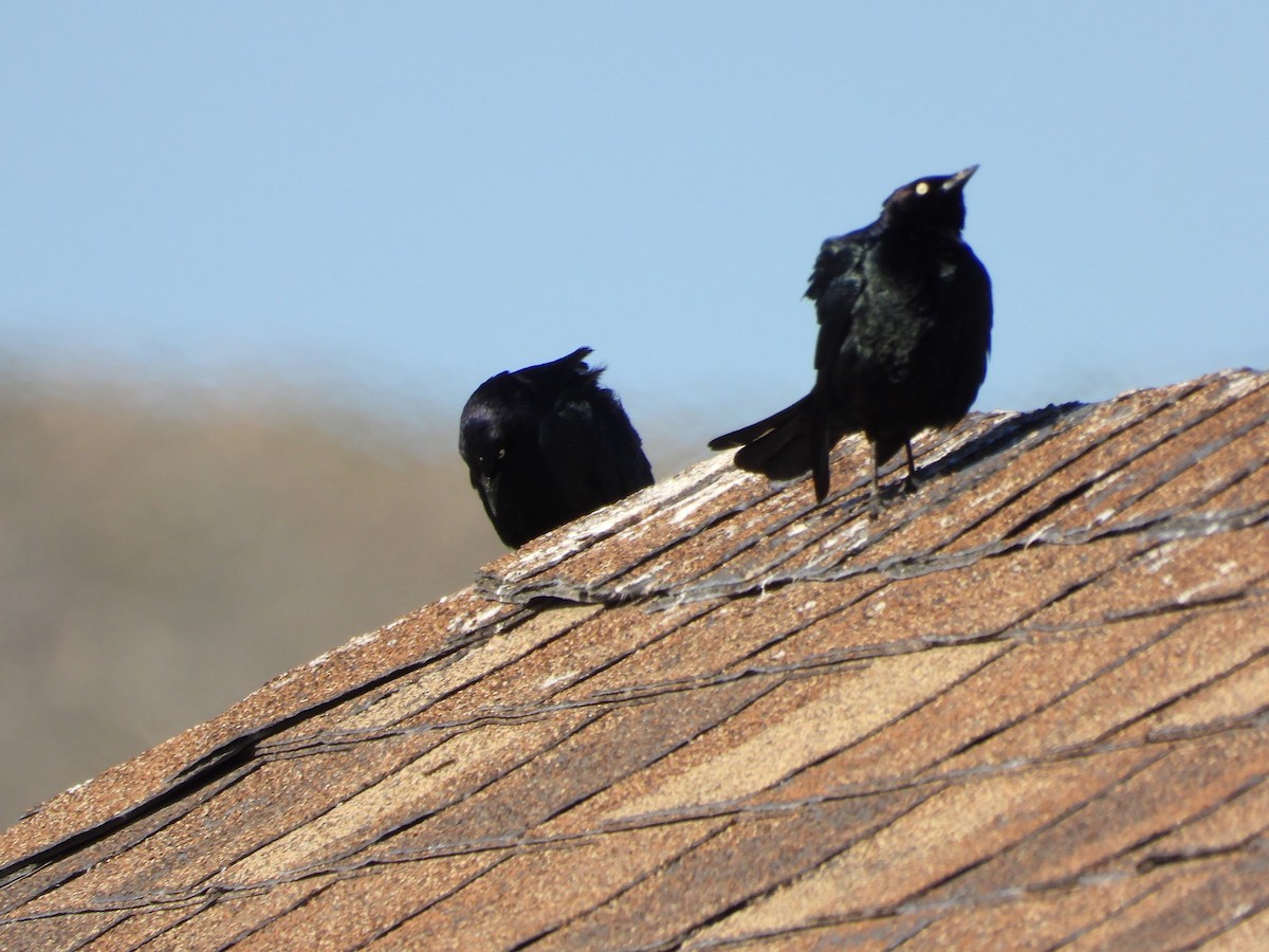 Great-tailed Grackle - Amanda Dickey