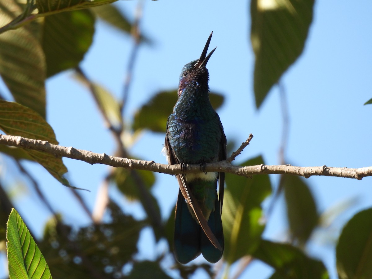 Colibrí Rutilante - ML618970031