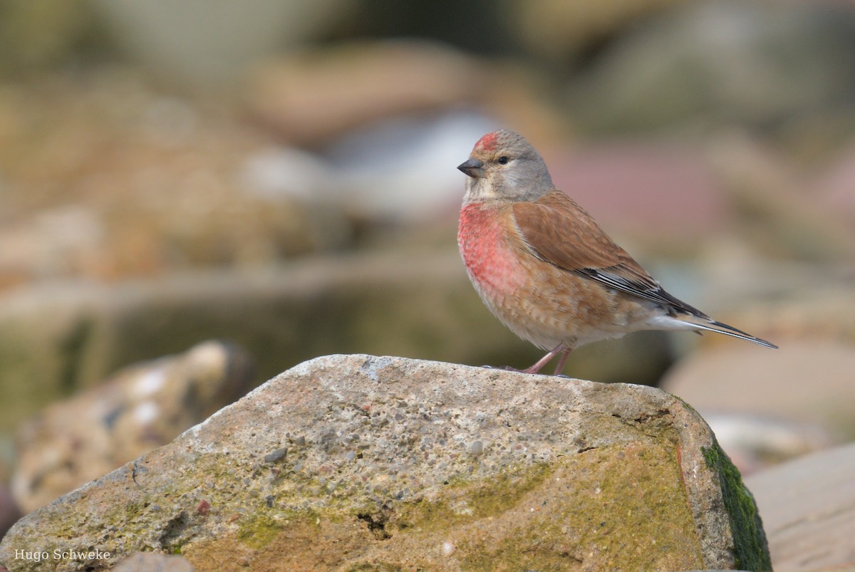 Eurasian Linnet - ML618970040