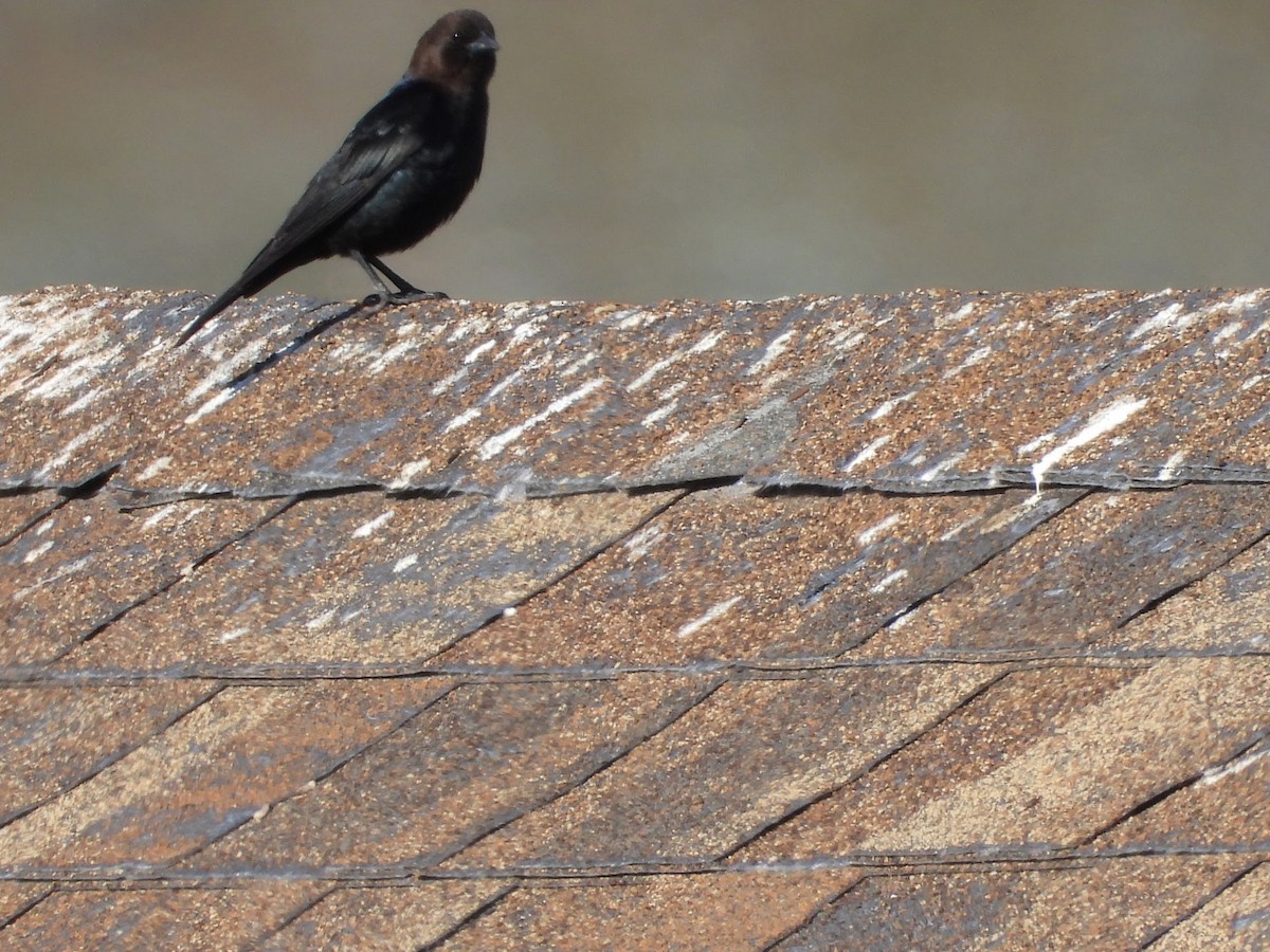 Brown-headed Cowbird - Amanda Dickey