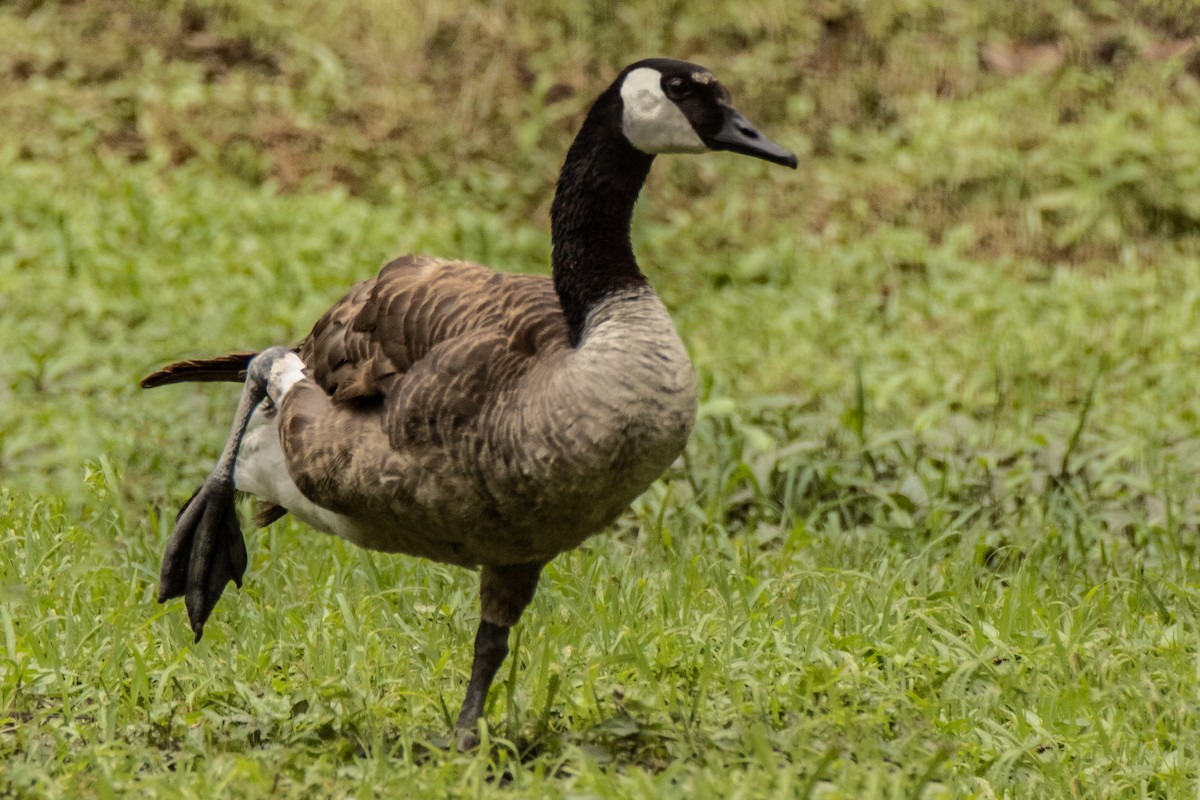 Canada Goose - ML618970050