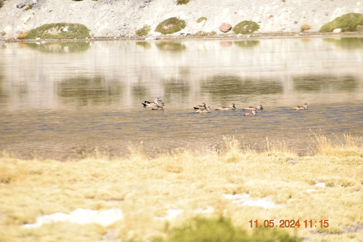 Crested Duck - ML618970060