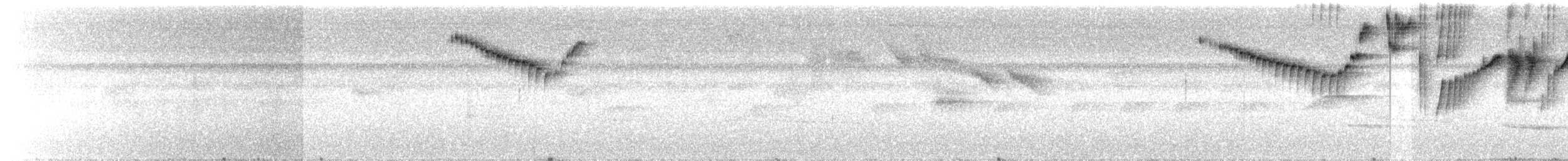 Weißbinden-Schattenkolibri - ML618970068