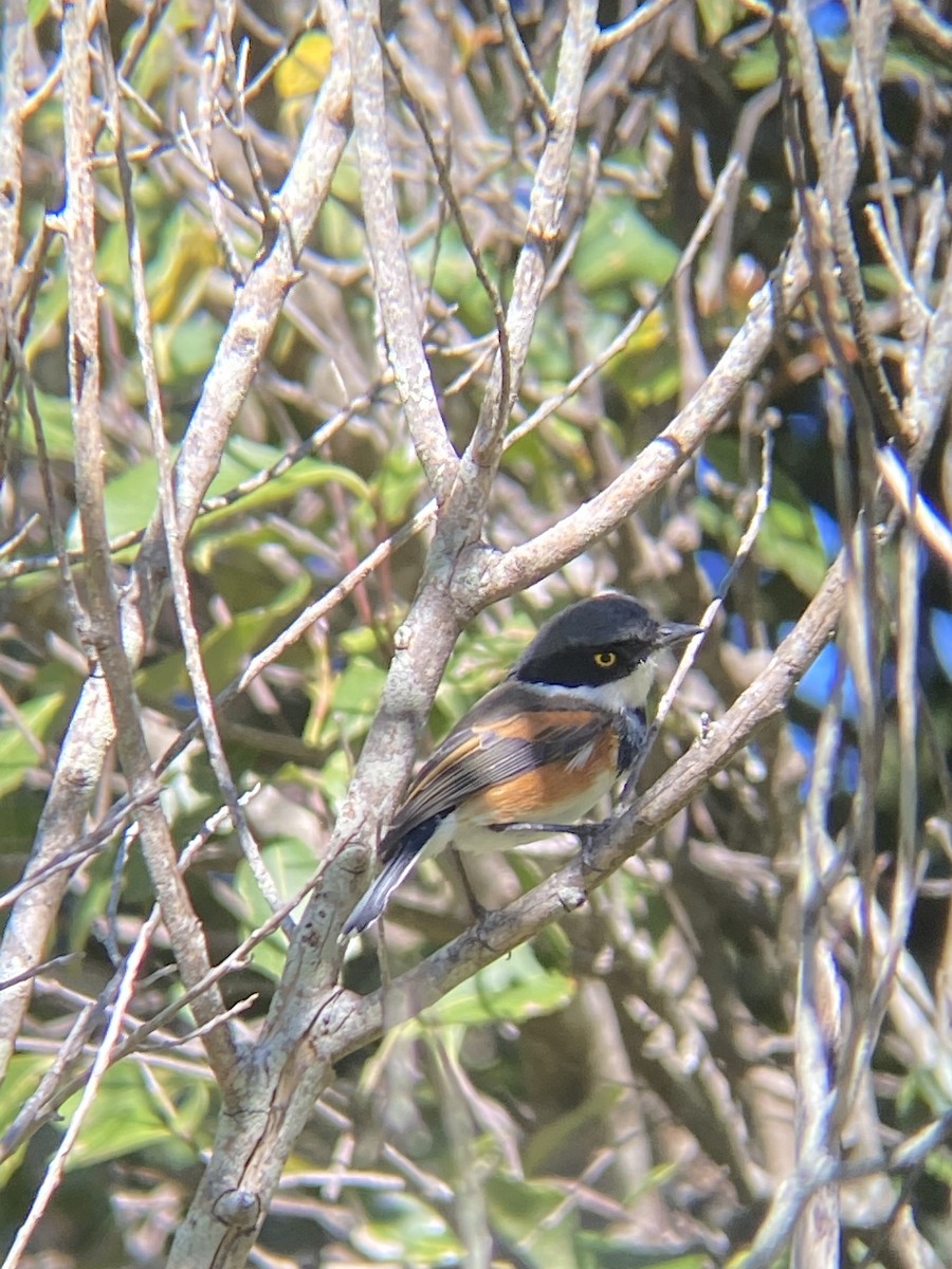 Cape Batis - Beau Shroyer