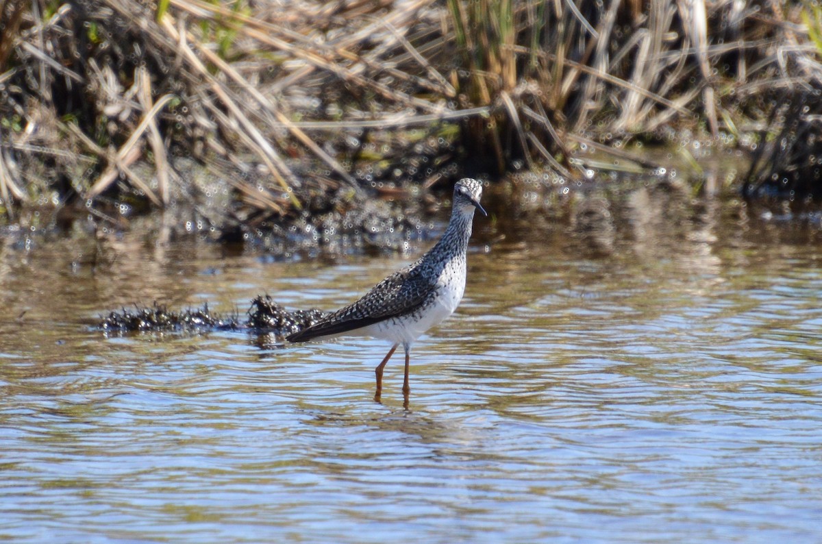 Lesser Yellowlegs - Nicholas Schomburg