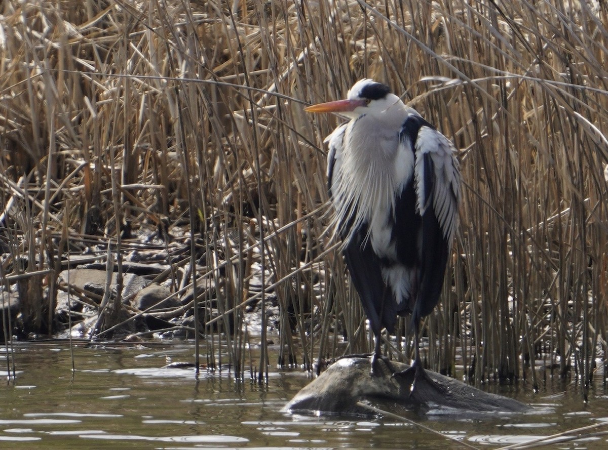 Gray Heron (Gray) - Cliff Halverson