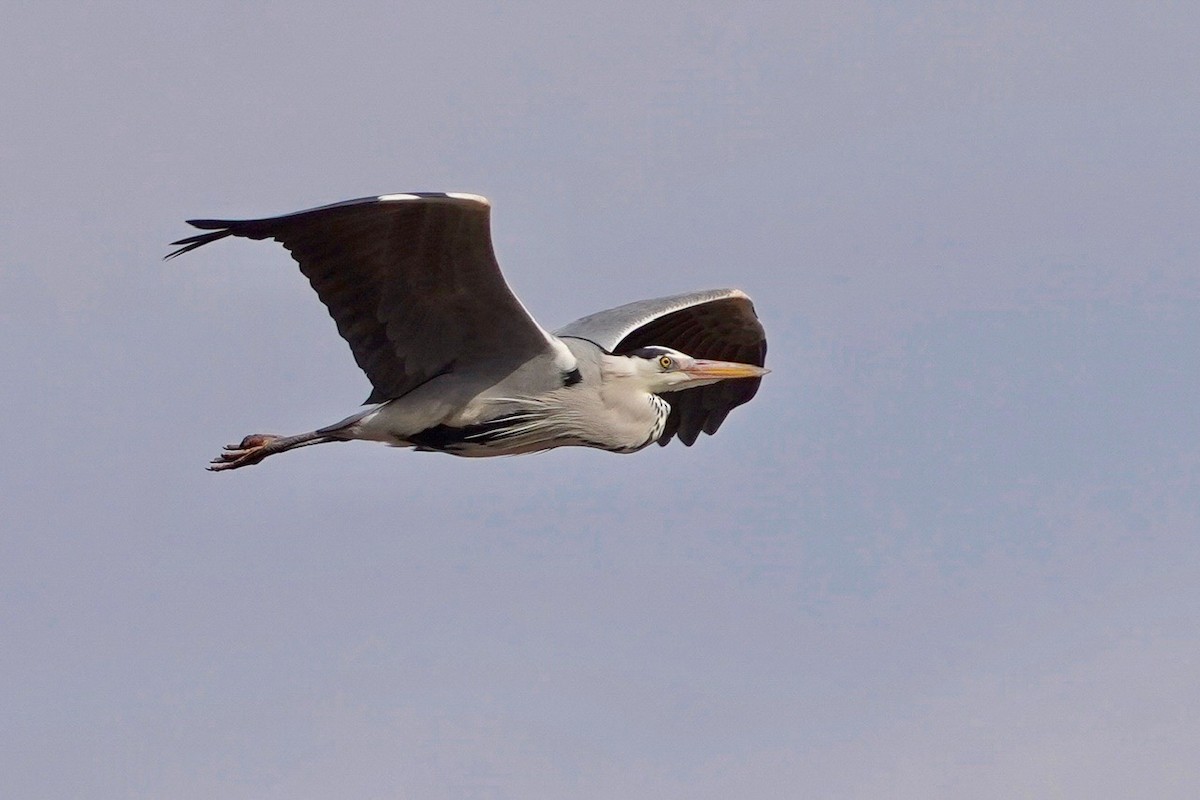 Gray Heron (Gray) - Cliff Halverson