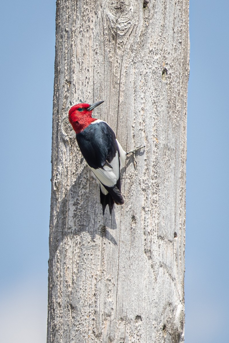 Red-headed Woodpecker - Mariann Cyr
