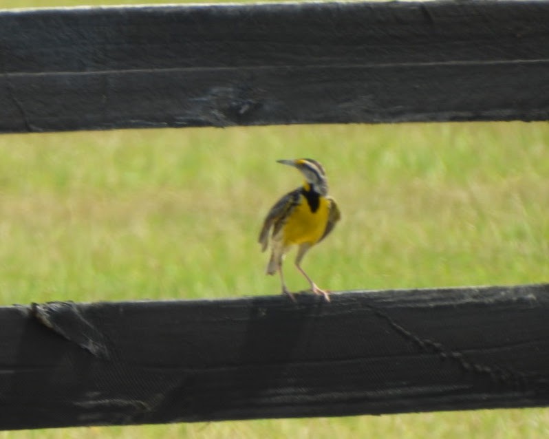 Eastern Meadowlark (Eastern) - Marjory Pitcher