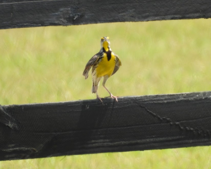 Eastern Meadowlark (Eastern) - Marjory Pitcher