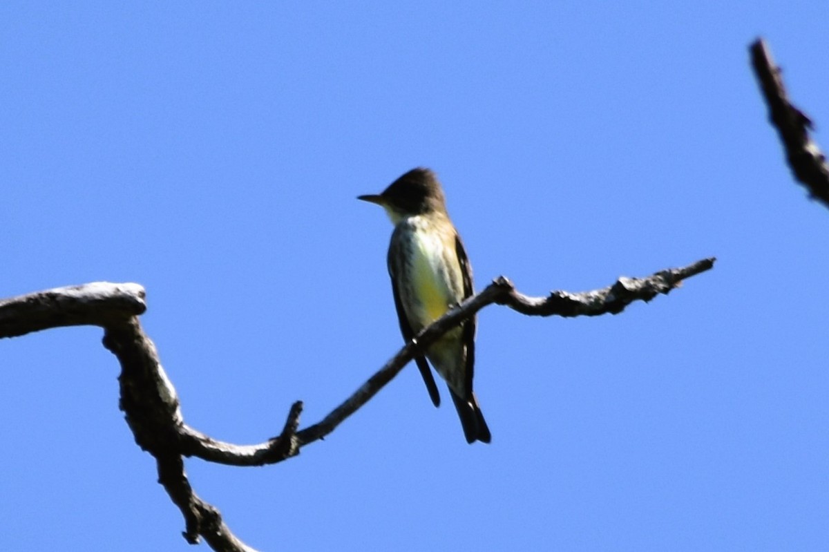 Olive-sided Flycatcher - Mark Greene