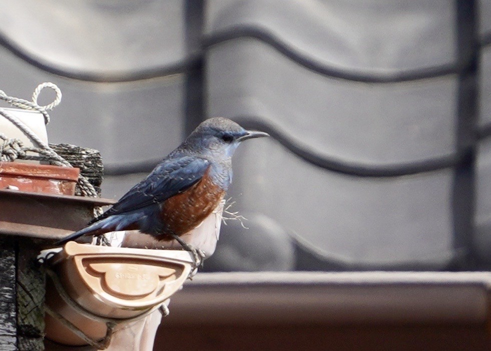 Blue Rock-Thrush (philippensis) - ML618970175