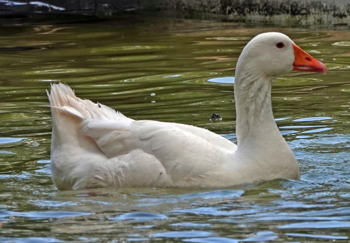 Graylag Goose (Domestic type) - ML618970223