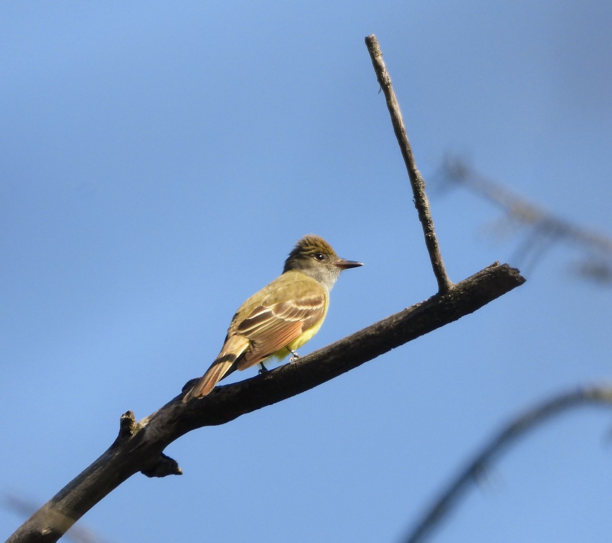 Great Crested Flycatcher - ML618970229