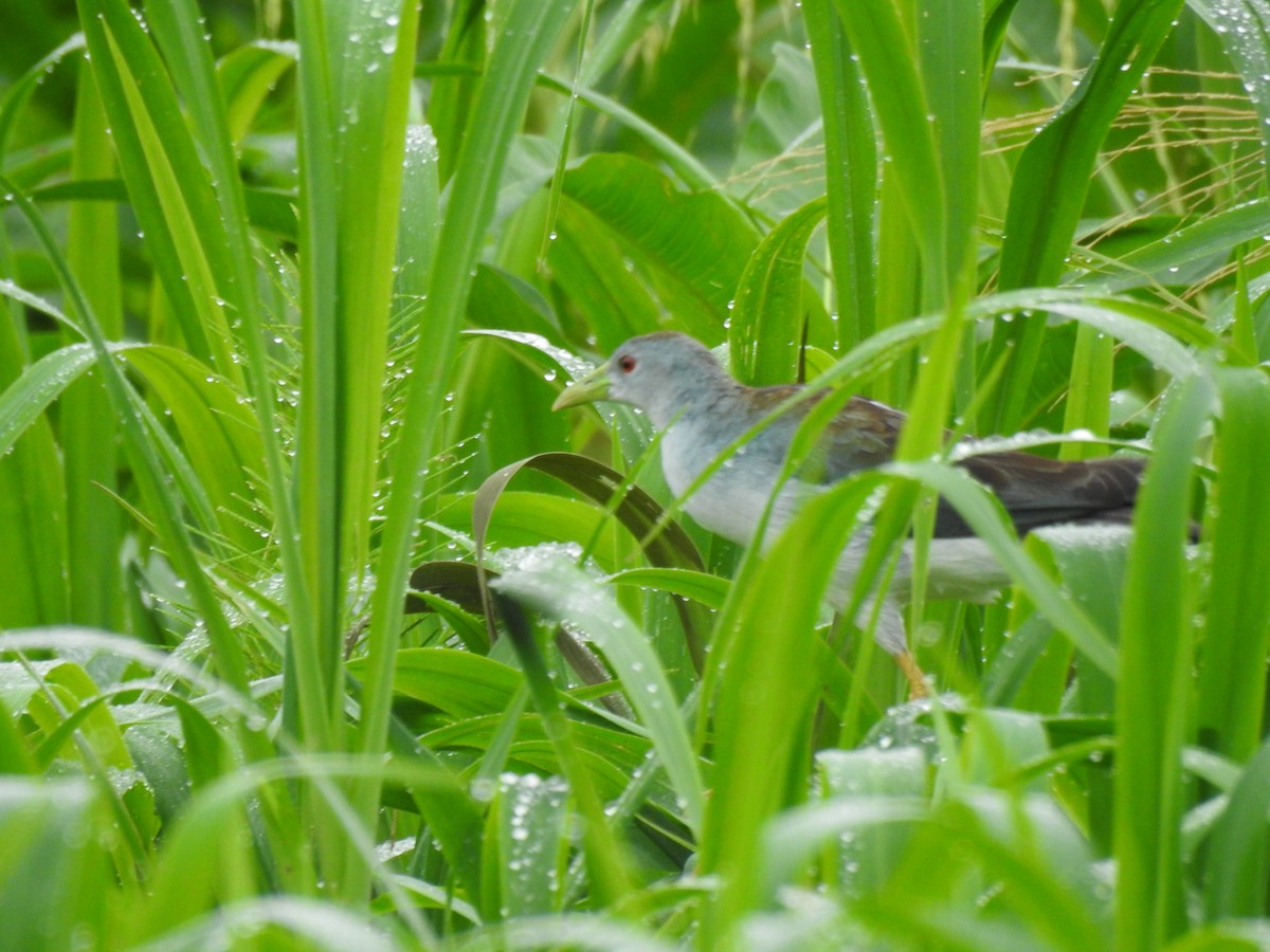 Azure Gallinule - ML618970235