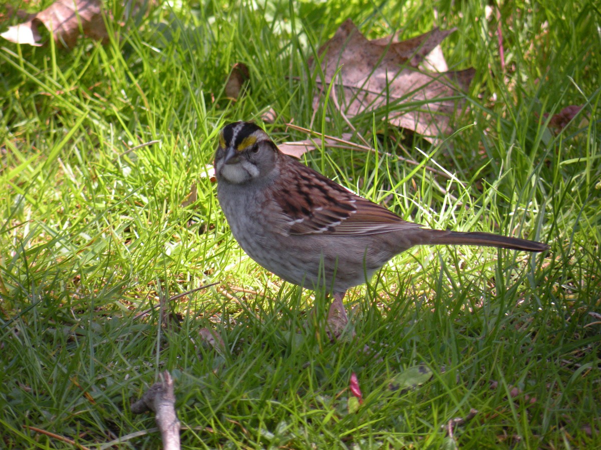 White-throated Sparrow - ML618970255