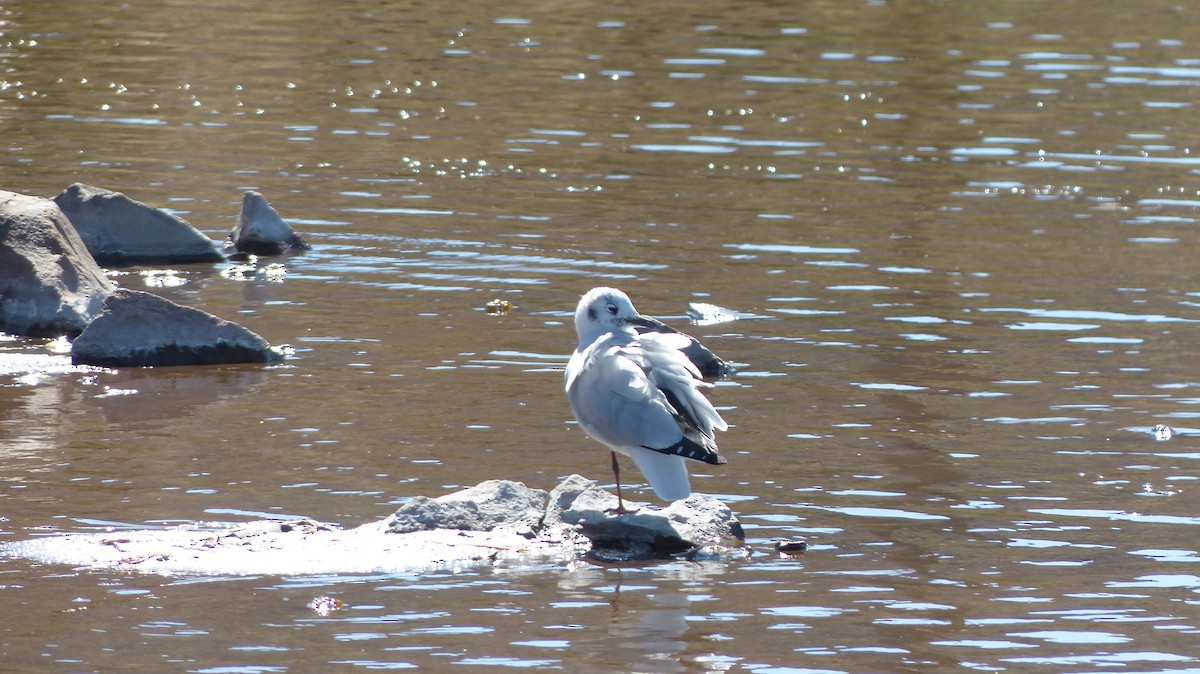 Andean Gull - ML618970258