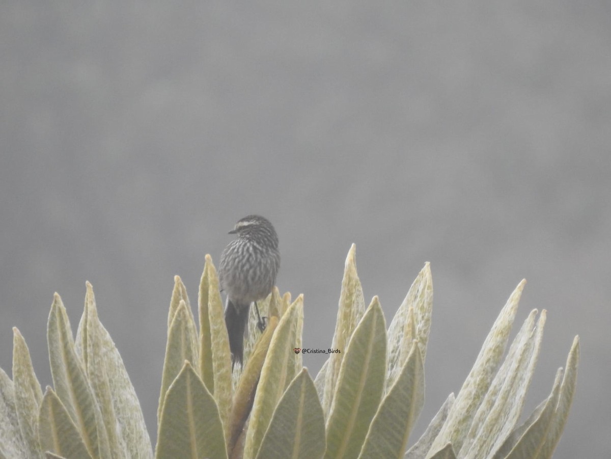 Andean Tit-Spinetail - ML618970266