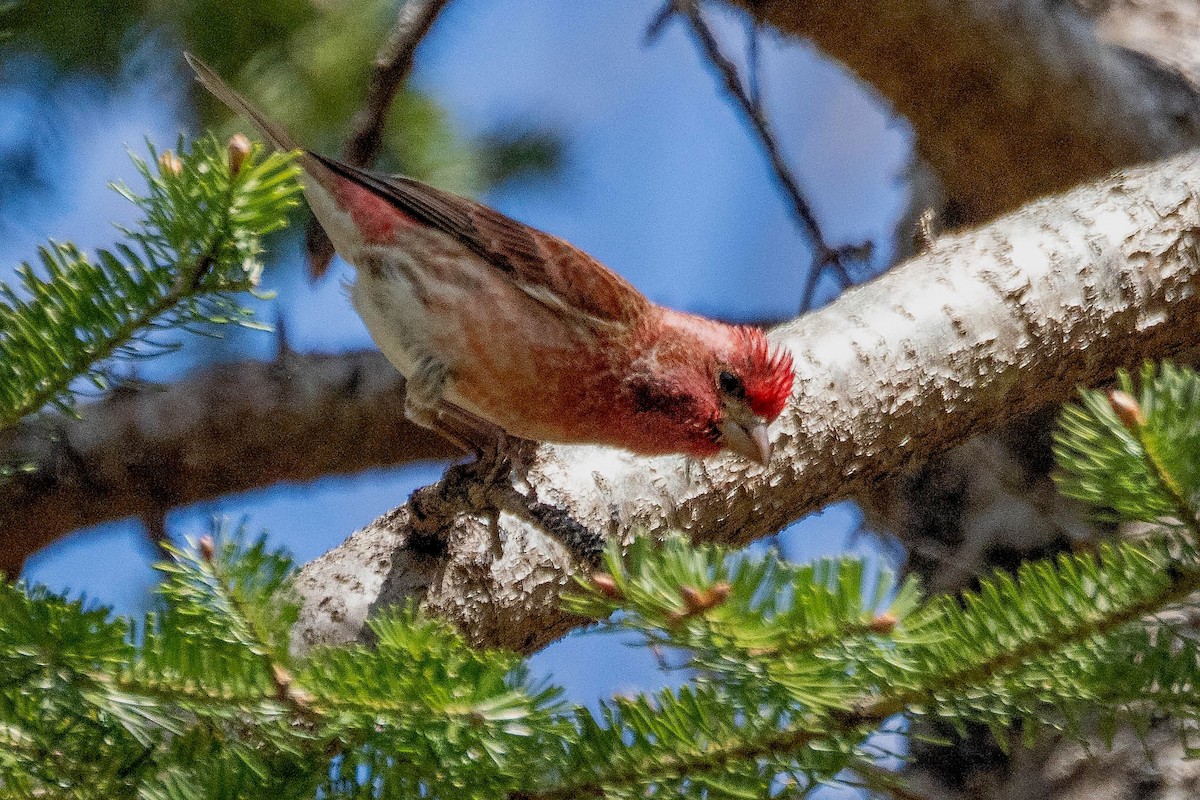 Purple Finch - Richard Stern