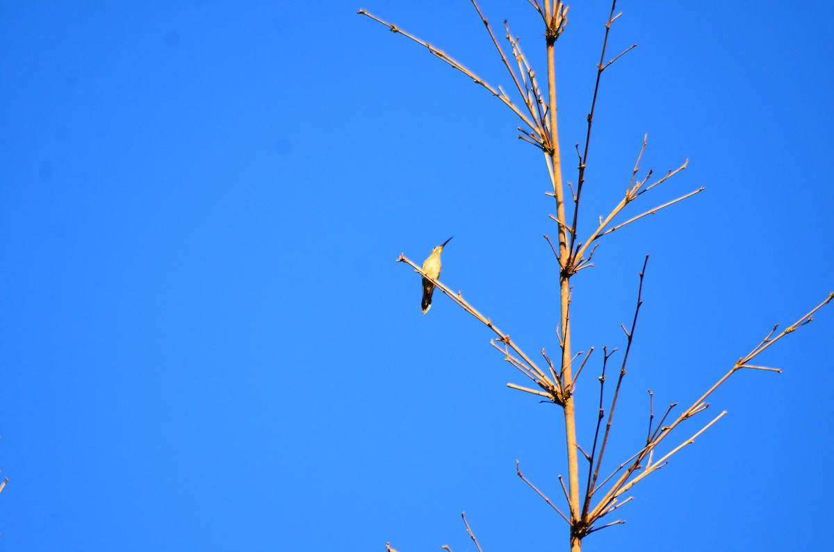 White-tailed Goldenthroat - ML618970273