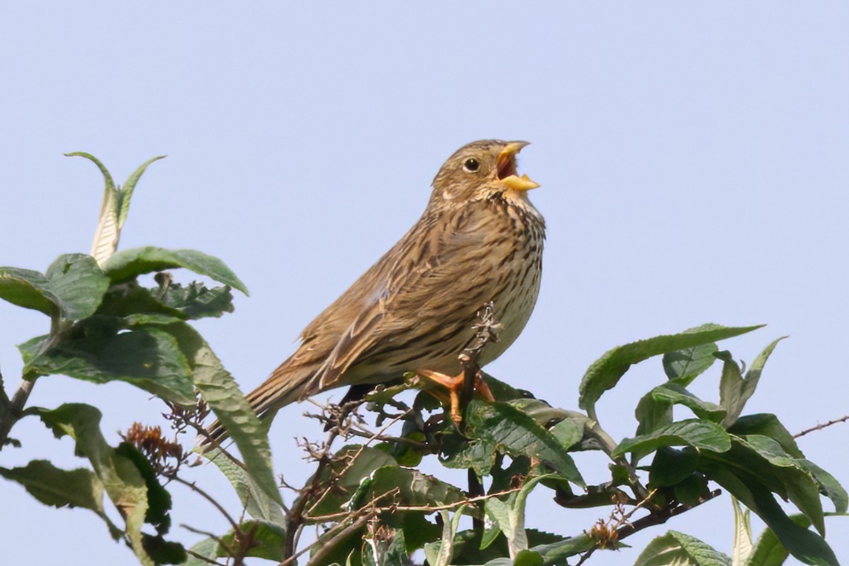 Corn Bunting - Alan Wilkinson