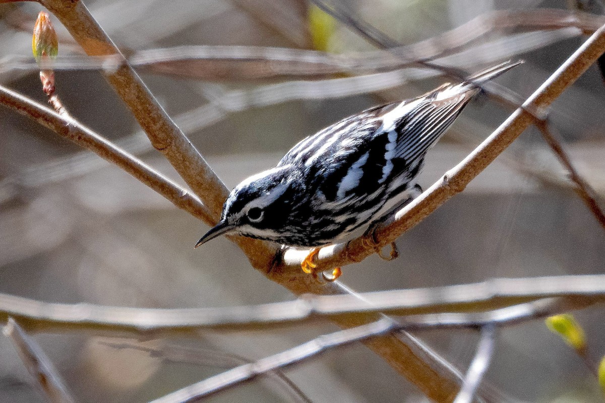 Black-and-white Warbler - Richard Stern