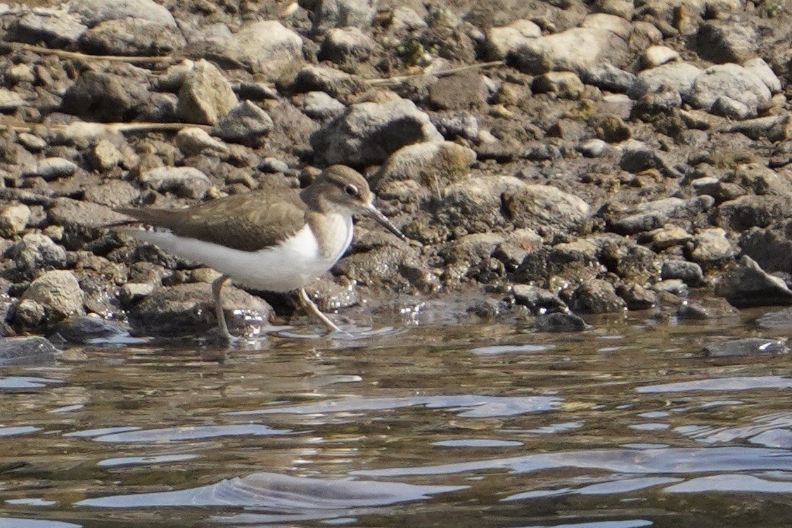 Common Sandpiper - Cliff Halverson