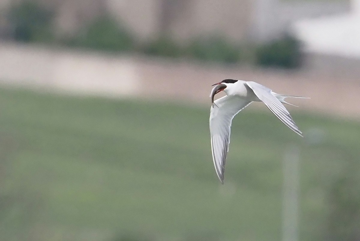 Common Tern - Asmus Schröter