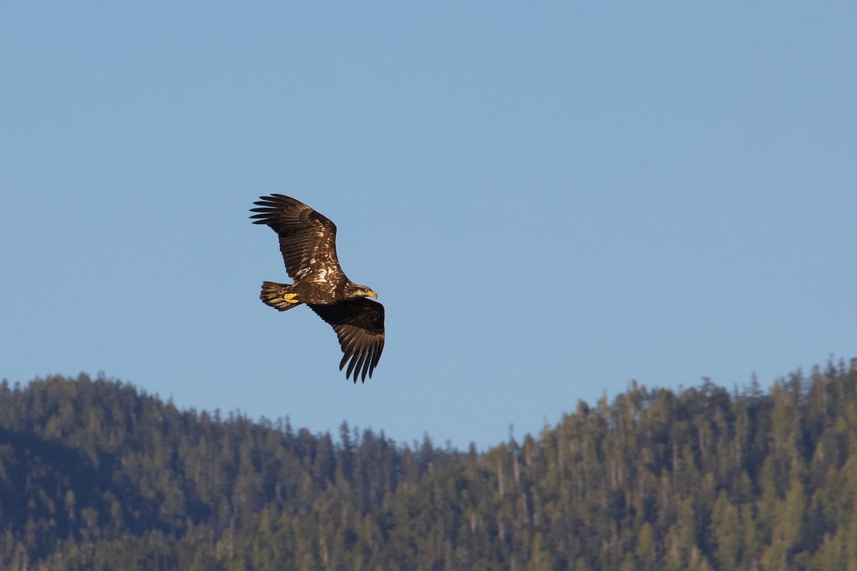 Bald Eagle - ML618970349