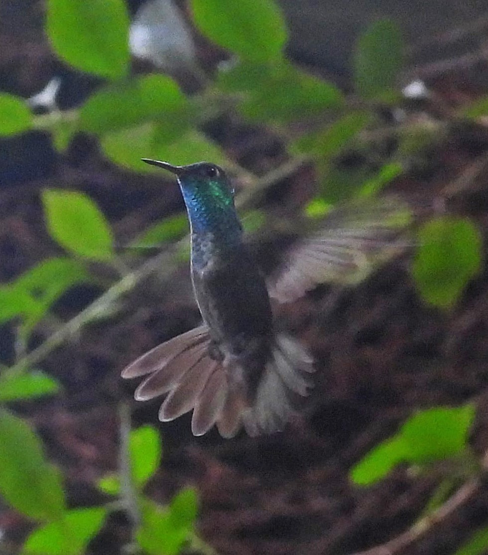 Versicolored Emerald - Hugo Hulsberg